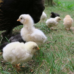 chicken chick, cute, lively, freshly born on the 1st outing with the mother on the farm