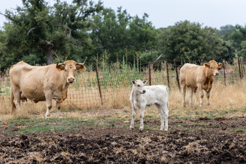 Cows in the fields of Salamanca, Spain