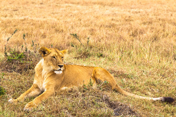 A large young lioness lies on the grass. Masai Mara. Kenya, Africa