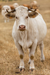 Fototapeta premium Cows in the fields of Salamanca, Spain