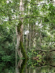 Naklejka premium Trees