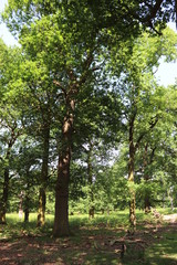 Fototapeta premium tree in the park