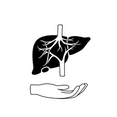 Vector isolated illustration of liver