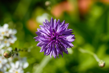 Fototapeta premium Lila Blüte Distel