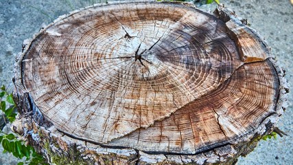 Tree stump with rings - close up.