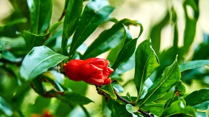 Pomegranate flowers and green leaves in nature