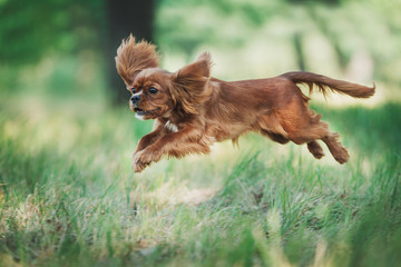 Cavalier King Charles Spaniel