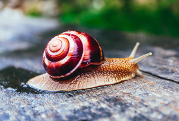 One snail on the natural background, macro view.  Big beautiful helix with spiral shell.