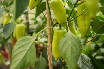 green peppers organically grown in a green house gardening