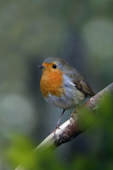 Rotkehlchen (Erithacus rubecula)
