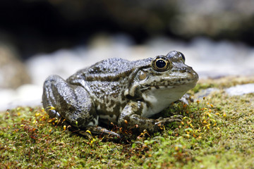Teichfrosch (Pelophylax) am Wasserrand