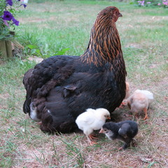 chicken chick, cute, lively, freshly born on the 1st outing with the mother on the farm