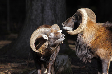 Mufflon (Ovis gmelini) im Wald