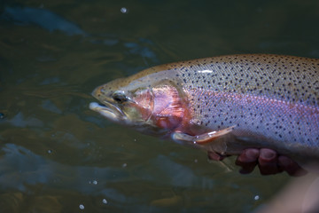 Trout Fishing Catch and Release