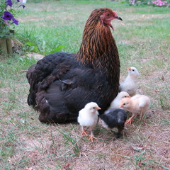 chicken chick, cute, lively, freshly born on the 1st outing with the mother on the farm