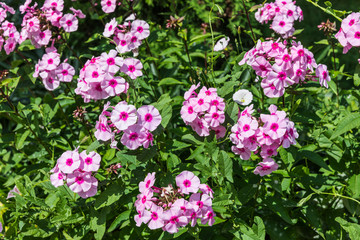 Fototapeta premium pink garden flowers selective focus