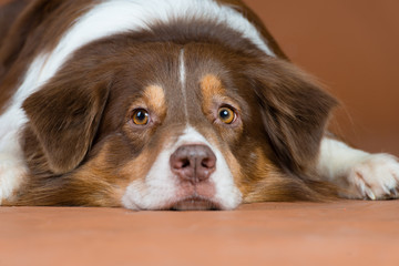 Hund Studio S&uuml;&szlig; Freisteller