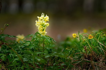 Russia. The South Of Western Siberia. Flower meadows in late spring