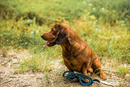pure breed Alpine Dachsbracke dog  brown dog summer outdoor shot close up 
