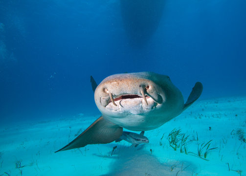Close up of a Nurse shark.