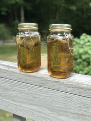 Brewing sun tea outside with sunlight 