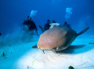 Close up of a Nurse shark and divers.