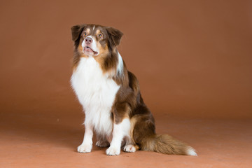 Hund Studio Süß Freisteller