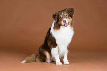 Hund Studio Süß Freisteller