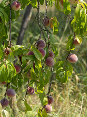 Prunus persica. Pêches de vigne sur rameaux