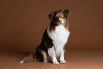 Hund Studio Süß Freisteller