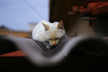 white cat sleeping on the roof