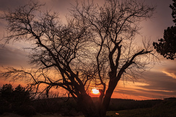 Sunset...And a Tree.