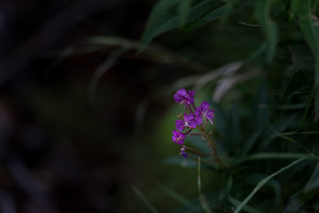 Colorful Rocky Mountain Wild Flowers