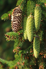 cones on a spruce tree