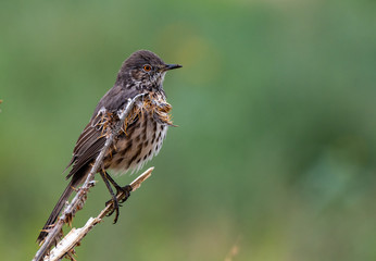 A Sage Thrasher and its Intimidating Red Eyes 
