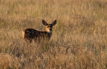 An Adorable Baby Mule Deer Fawn in a Meadow on a Spring Morning