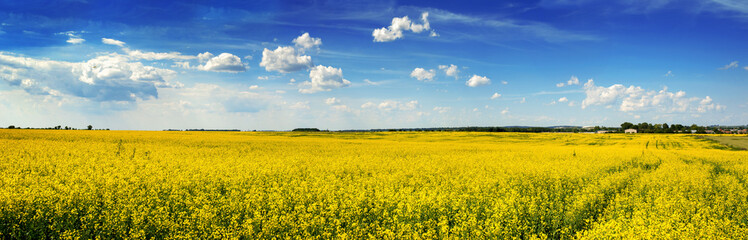 panoramic view of Rape Field in Ukraine