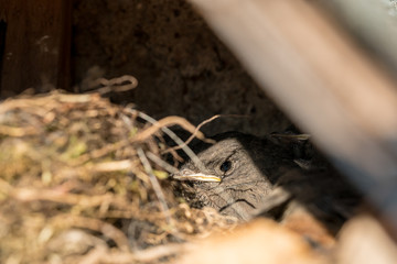 Young redstart sitting in a nest