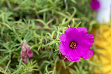 Portulaca
