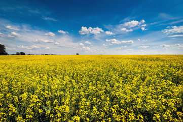 Rapeseed field in summer with blue sky and clouds