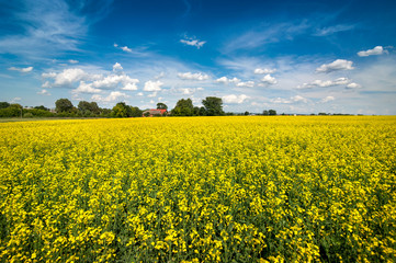 Fototapeta premium Bright yellow rapeseed canola field with dramtic sky