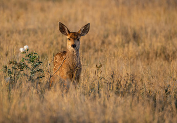 A Mule Deer Fawn on the Colorado Plains in the Glow of Morning