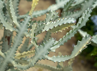 Fototapeta premium Cactus