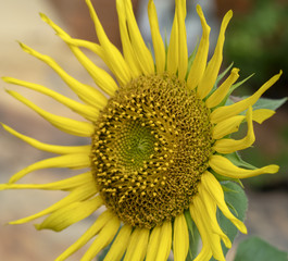 Obraz premium Sunflower