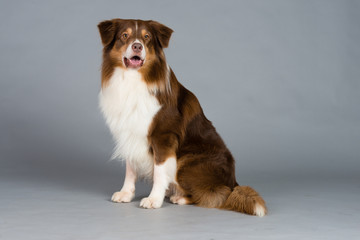 Hund Studio S&uuml;&szlig; Freisteller