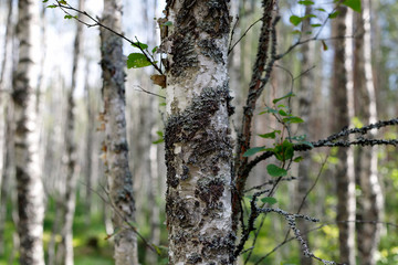 Obraz premium Береза