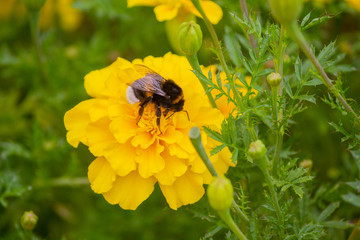 Bumblebee pollinates a yellow flower on the lawn. Nature