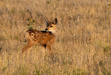 Naklejka na ściany i meble an Adorable Mule Deer Fawn Looking Back and Waiting for Its Mother