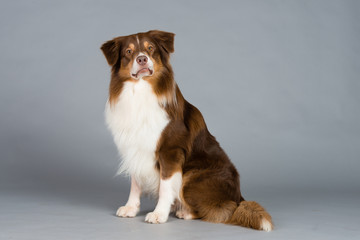 Hund Studio Süß Freisteller