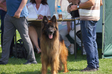 Exhibition for the title of European Winner and European Junior Winner © Fotoinspiracja